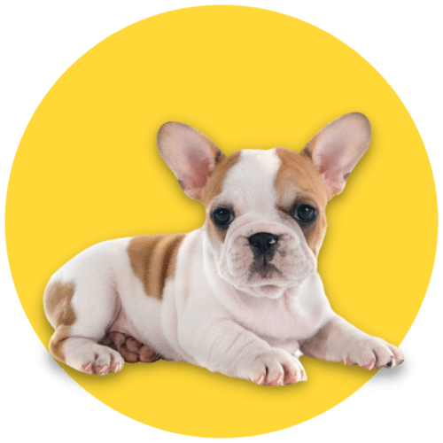 cachorros