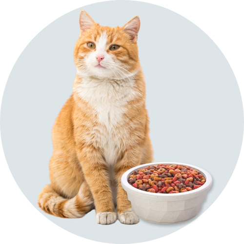 alimentos-para-gatos